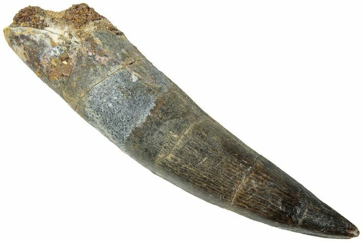 Fossil Spinosaurus Tooth - Real Dinosaur Tooth #311795